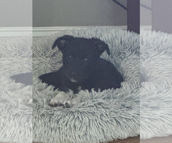 Medium Photo #2 American Staffordshire Terrier-Unknown Mix Puppy For Sale in Holly Springs, NC, USA
