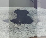 Small #1 American Staffordshire Terrier Mix
