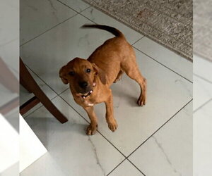 Pretzel * - Female Mutt Dog for Adoption - Photo #3