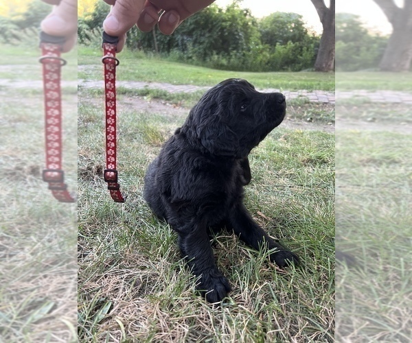 Medium Photo #10 Goldendoodle-Newfoundland Mix Puppy For Sale in MORRIS, MN, USA