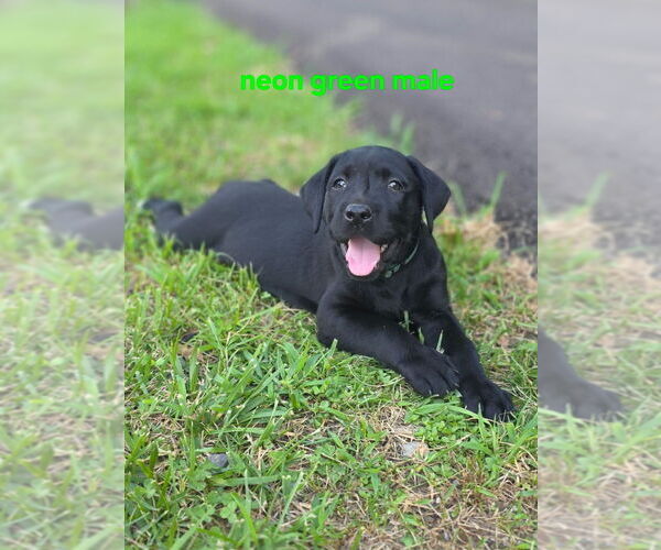 Medium Photo #3 Labrador Retriever Puppy For Sale in TALBOTT, TN, USA