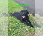 Small #2 Labrador Retriever