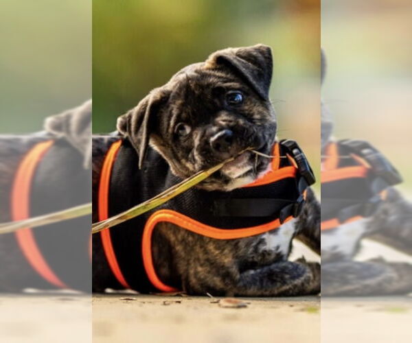 Medium Photo #2 Mutt Puppy For Sale in Royal Palm Beach, FL, USA