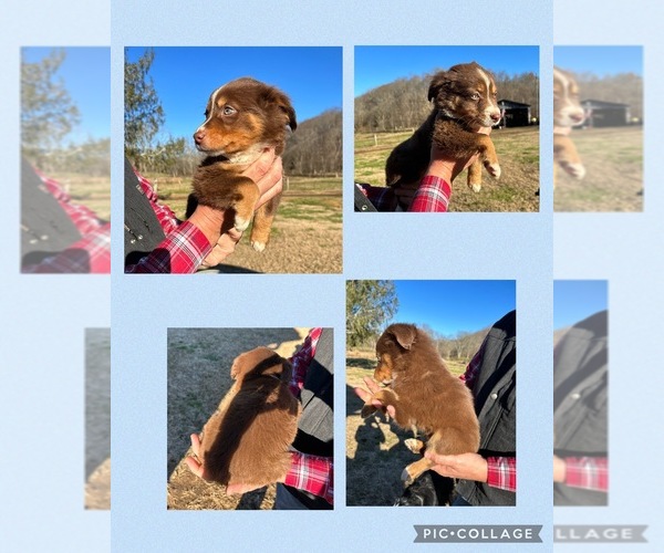 Medium Photo #1 Australian Shepherd Puppy For Sale in ETHRIDGE, TN, USA