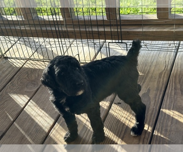 Medium Photo #1 Poodle (Standard) Puppy For Sale in ELKHART, TX, USA