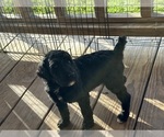 Puppy Puppy 2 Poodle (Standard)