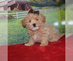 Maltipoo Puppy for sale in BARNESVILLE, KS, USA