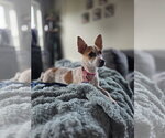 Small #1 Chihuahua Mix