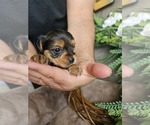 Small #1 Yorkshire Terrier
