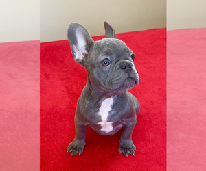 French Bulldog Puppy for sale in PERRIS, CA, USA