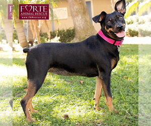 Pippa - Female German Pinscher Dog for Adoption - Photo #2