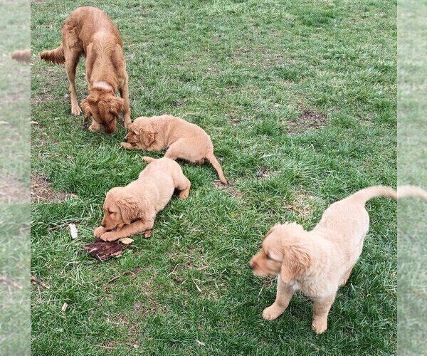 Medium Photo #9 Golden Retriever Puppy For Sale in GOODELLS, MI, USA