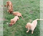Small #8 Golden Retriever