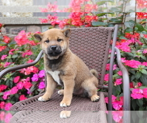 Shiba Inu Puppy for sale in SHILOH, OH, USA