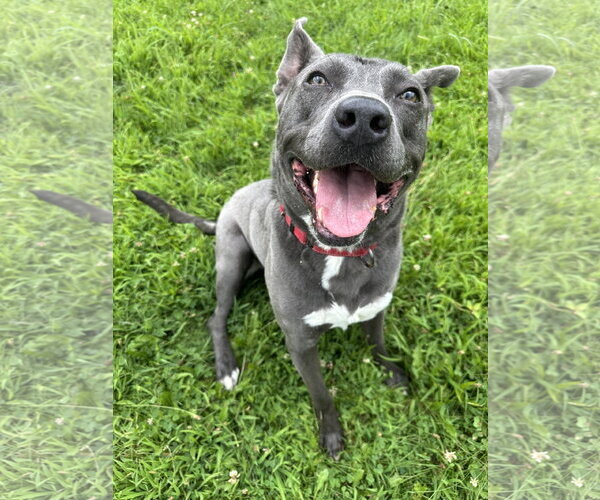 Medium Photo #10 American Pit Bull Terrier-Labrador Retriever Mix Puppy For Sale in Germantown, OH, USA