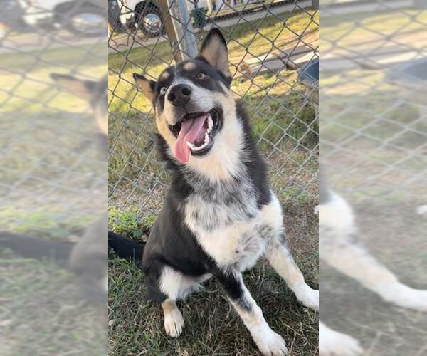 Medium Photo #2 Aussie Siberian Puppy For Sale in Rosenberg, TX, USA