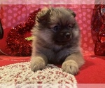 Small Photo #36 Pomeranian Puppy For Sale in GOSHEN, NY, USA