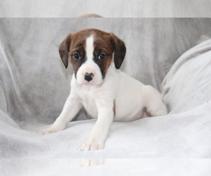Boxer-Cavalier King Charles Spaniel Mix Puppy for sale in SHILOH, OH, USA