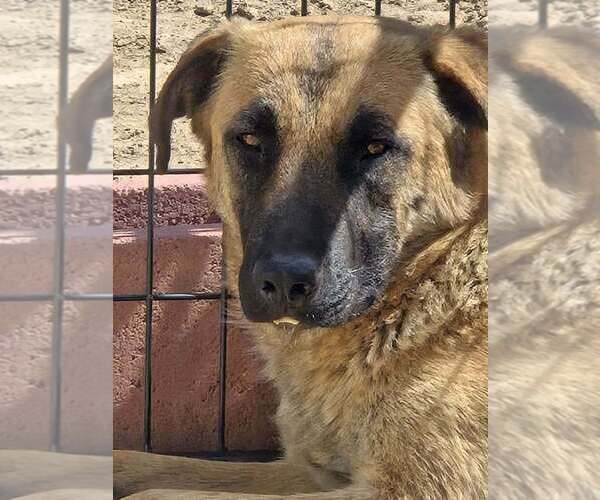 Medium Photo #1 German Shepherd Dog-Unknown Mix Puppy For Sale in Imlay City, MI, USA