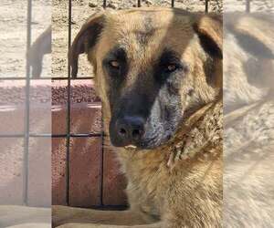 German Shepherd Dog-Unknown Mix Dogs for adoption in Imlay City, MI, USA