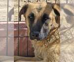 Small German Shepherd Dog Mix