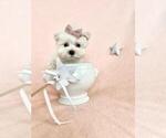 Small #11 Maltese