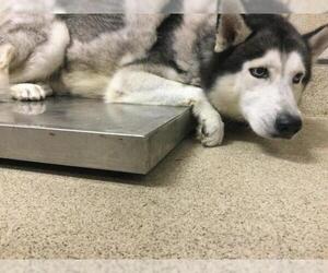 Siberian Husky Dogs for adoption in Riverside, CA, USA