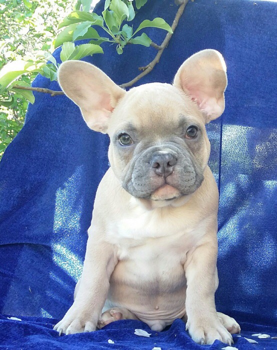 Medium Photo #1 French Bulldog Puppy For Sale in DANIA, FL, USA