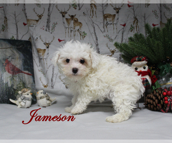 Medium Photo #3 Poodle (Toy) Puppy For Sale in CHANUTE, KS, USA