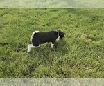 Small #5 Rat Terrier