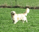 Small Photo #1 Golden Retriever Puppy For Sale in MOBERLY, MO, USA