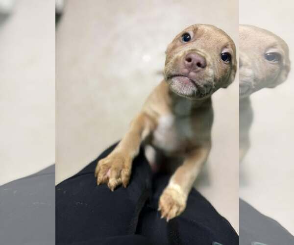 Medium Photo #2 Mutt Puppy For Sale in Woodbury, NY, USA