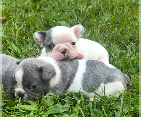 Medium Photo #9 French Bulldog Puppy For Sale in MILLVILLE, MN, USA