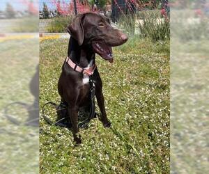German Shorthaired Pointer Dogs for adoption in San Martin, CA, USA