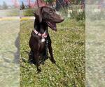 Small German Shorthaired Pointer