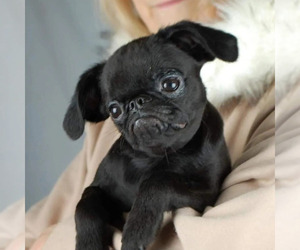Brussels Griffon Puppy for sale in Warsaw, Mazovia, Poland