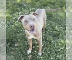 Small Doberman Pinscher Mix