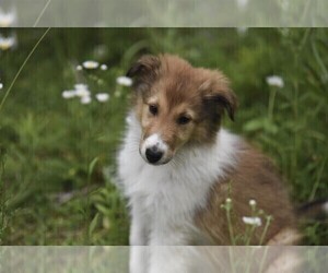 Scotch Collie Puppy for sale in PARIS, MI, USA