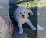 Small #1 English Cream Golden Retriever-Labrador Retriever Mix