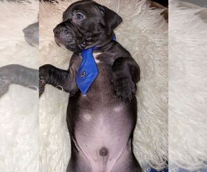 American Bully-American Pit Bull Terrier Mix Puppy for sale in SALEM, OR, USA