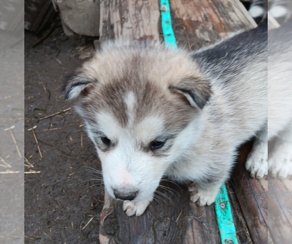 Medium Photo #3 Alaskan Malamute Puppy For Sale in SMYRNA, NY, USA