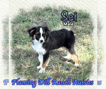 Image preview for Ad Listing. Nickname: Sei