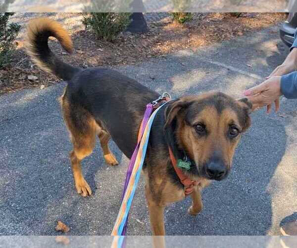 Medium Photo #3 German Shepherd Dog-Unknown Mix Puppy For Sale in Silver Spring, MD, USA