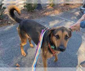 Demi - Female German Shepherd Dog-Unknown Mix Dog for Adoption - Photo #3