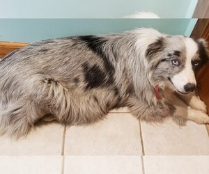 Australian Shepherd Puppy for sale in MILTON, WI, USA