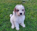 Small #3 Bernedoodle (Miniature)
