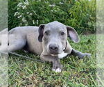 Small #4 Bulldog Mix