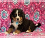 Small Bernese Mountain Dog