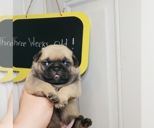 Pug Puppy for sale in BRIDGETOWN, OH, USA