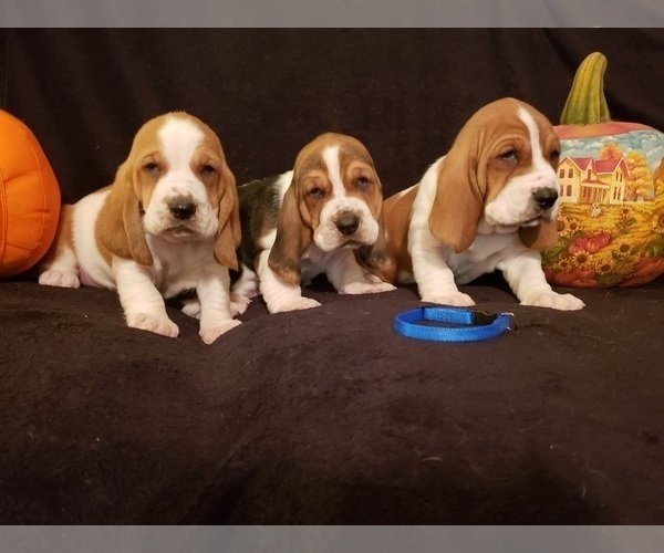 Medium Photo #3 Basset Hound Puppy For Sale in CLAREMORE, OK, USA